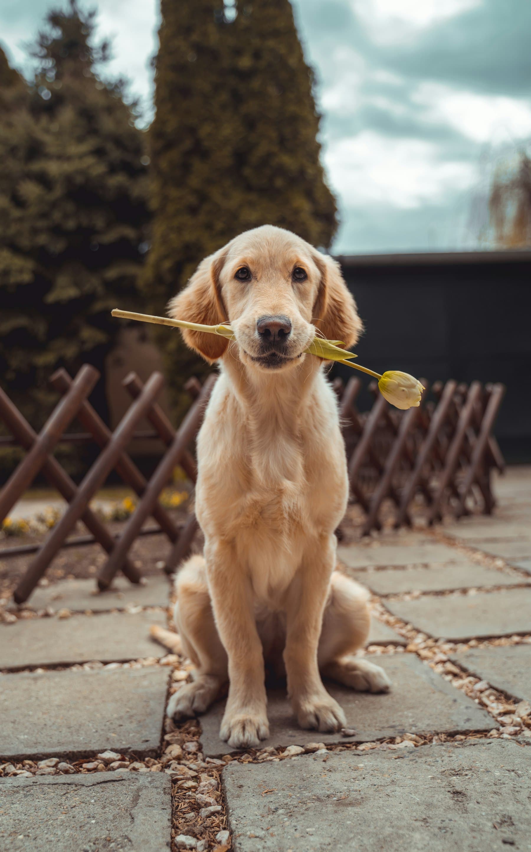 Golden Retriever im Freien, redaktionelles Markenfoto und kein Inserat